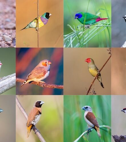 Laurie Ross - Track Birding